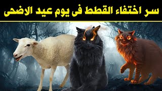 أين تذهب القطط يوم عيد الاضحى وتختفي تماما ؟ سبحان الله ؟ اجابة ستدهشك !