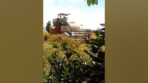 Máy cắt lúa yanmar aw82v chay vụ đông xuan