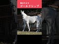【風のたより】ゴールドシップ