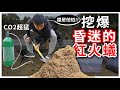 挖爆！「昏迷」的紅火蟻｜甦醒後瘋狂亂竄｜最瘋狂的企劃P2【臺灣蟻窟】