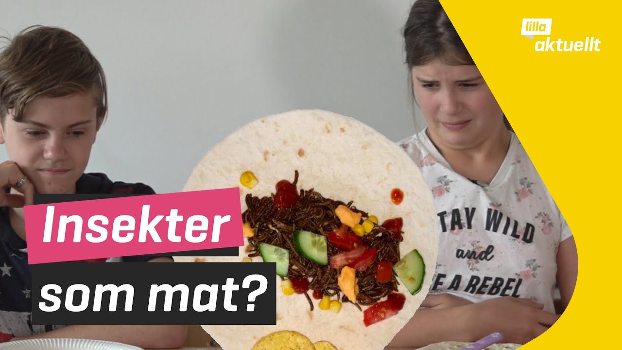 LARVER till fredagsmyset!? Besöker insektsfabrik | Lilla aktuellt