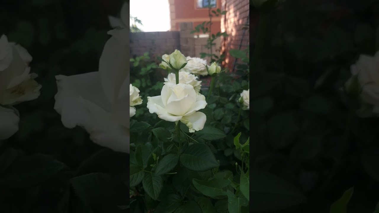 Второе цветение белой розы, second flash of white rose 