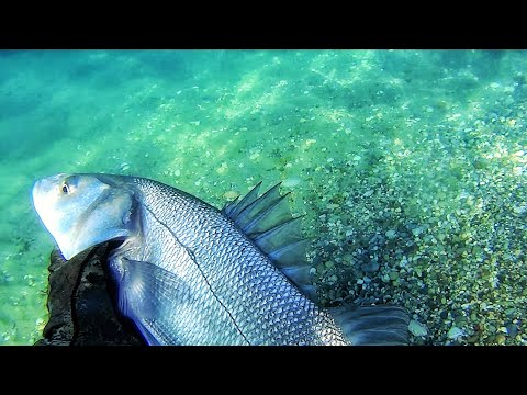 Το Λαβράκι στο Ψαροντούφεκο (6 διαφορετικοί τύποι βυθού) -  Sea bass - A Spearfishing Documentary