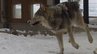 楽しく遊ぶオオカミたち~Wolves are playing happily