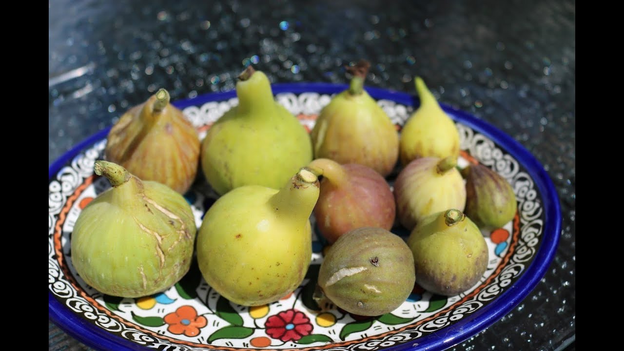 Standout Fig Varieties & the Characteristics I Value