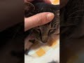 Sleepy cat#shortvideo #catmoments #subscribetomychannel