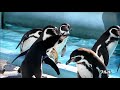 動物の鳴き声集
