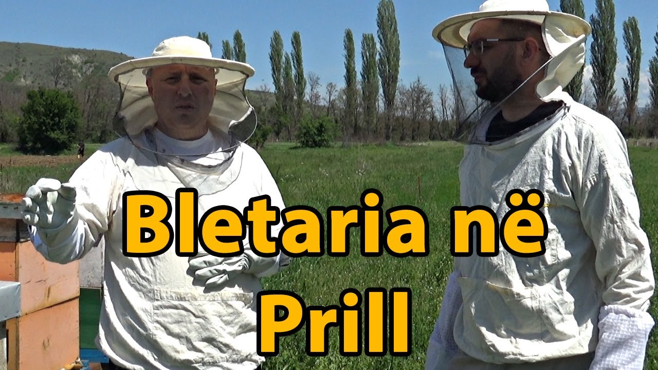 PRILLI: Çfarë duhet të bëjë Bletari ? ( Kalendari i Bletarit )