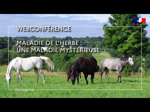 Vidéo: Qu'est-ce que les trèfles slobbers chez les chevaux?