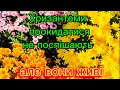 Викопала хризантеми мультифлору, а ще рано.
