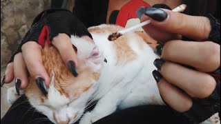 Cat Ear Cleaning Compilation video 5 in 1 | Meow Family