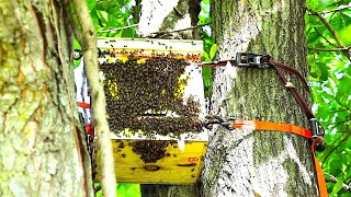 Transferring A Swarm of Honeybees From A Swarm Trap To A Horizontal Beehive!