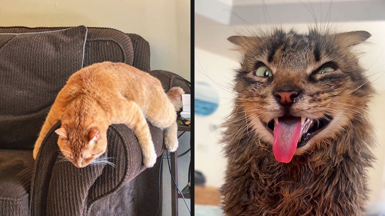 30 Minutes Of Funny Cat Videos