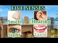 Exploring the Five Senses with Captain Kevin