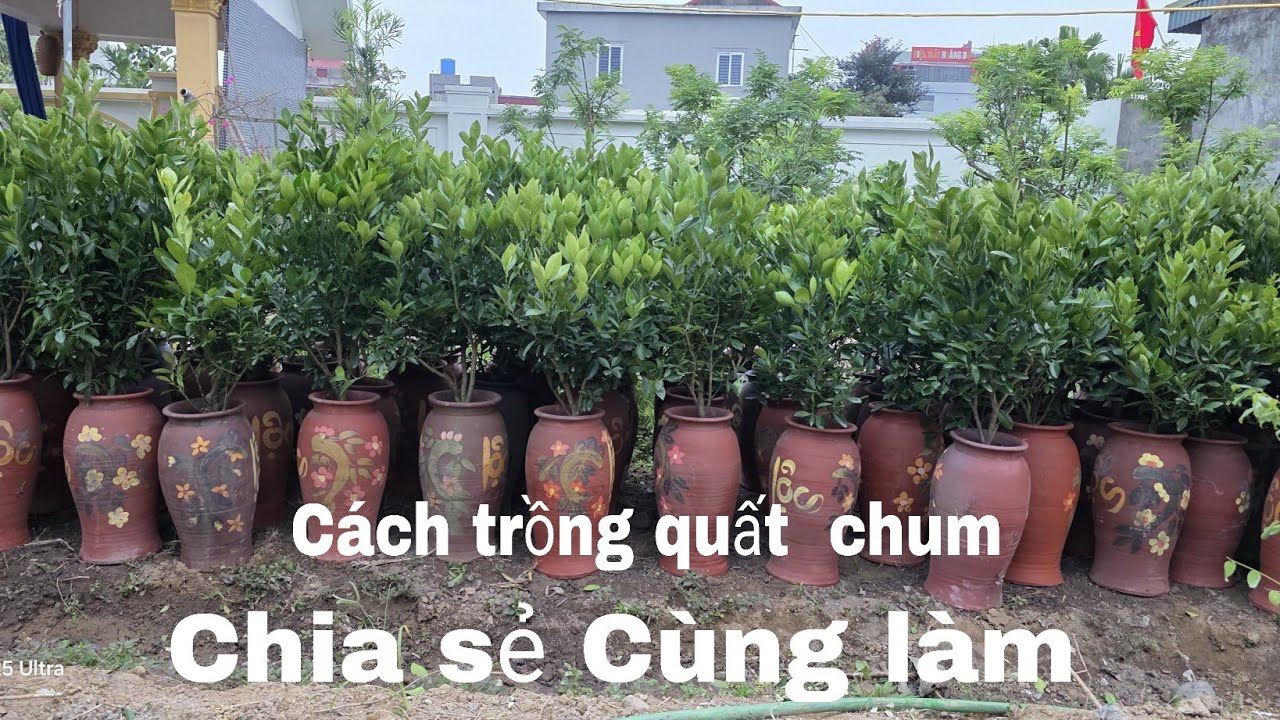 Cách trồng quất chum chia sẻ thật tinh