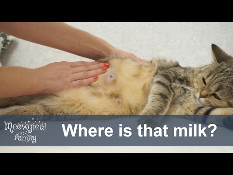 Video: How To Stop A Cat From Lactating