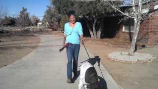 Great Dane Rescue Network with Angel and Candi Costa