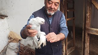 Андижаниский кабутарлар тоза парода 📞944319135 Шолдрама калта тумшук KAPTARLAR TOZA ANDIJANISKIY ZOT