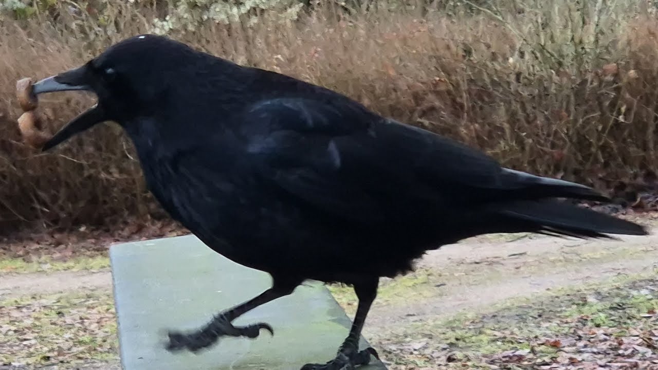 OP Abgebrochen die 2. 