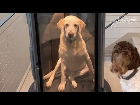 Familia construye ascensor para su perro con displasia