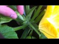 Grow MORE Zucchini: Pruning for BIGGER Crop