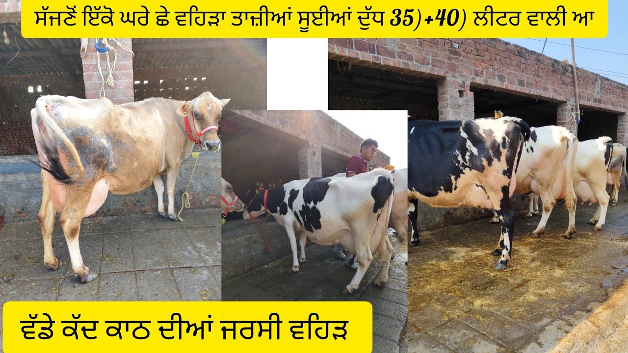 #date(23-02-26)ਗੋਪੀ ਆਗਿਆ ਛੇ ਵਹਿੜਾ ਤਾਜ਼ੀਆਂ ਸੂਈਆਂ ਇੱਕ ਜਰਸੀ ਵਹਿੜ ਚੰਗੇ ਦੁੱਧ ਵਾਲ਼ੀਆਂ 