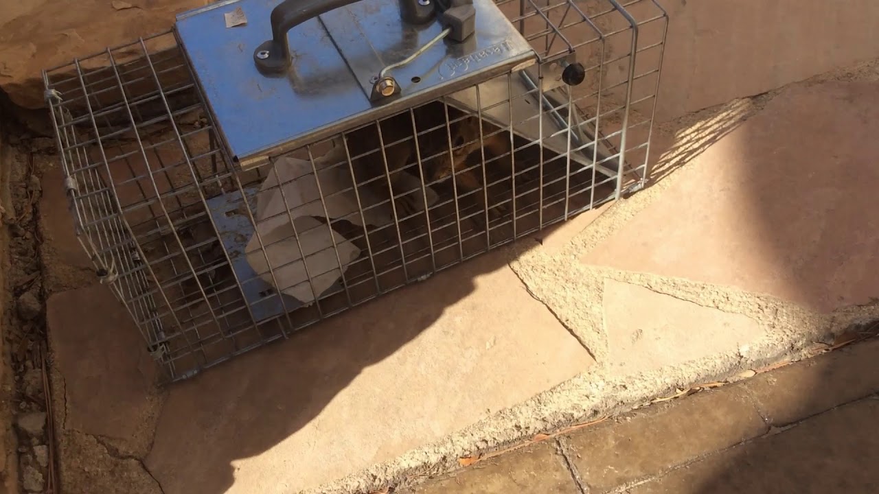 Catching and Relocating a Squirrel YouTube