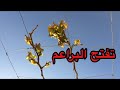 تفتح براعم شجرة العنب 