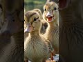 These Curious Ducklings Came To Say Hello! 🦆❤️