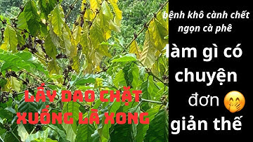 Nguyên nhân và cách xử lý Bệnh khô cành , chết từ trên ngọn xuống , vườn cà phê nào chả bị