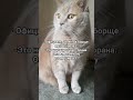 Ноу-хау #cat #котмишель #настроение #мем #кот #юмор #ржака #позитив