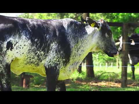 LOTE 52 M8885 PROFANA VI HANCOCK FIV DA PALMA   5521CQ