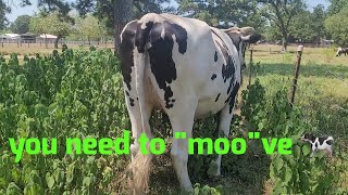 You need to moove🐄