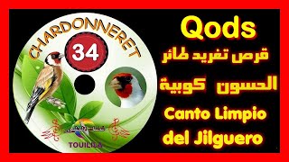 قرص تغريد الحسون (كوبية) CD jilguero limpio Qods