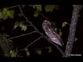 Eurasian Scops Owl Calling