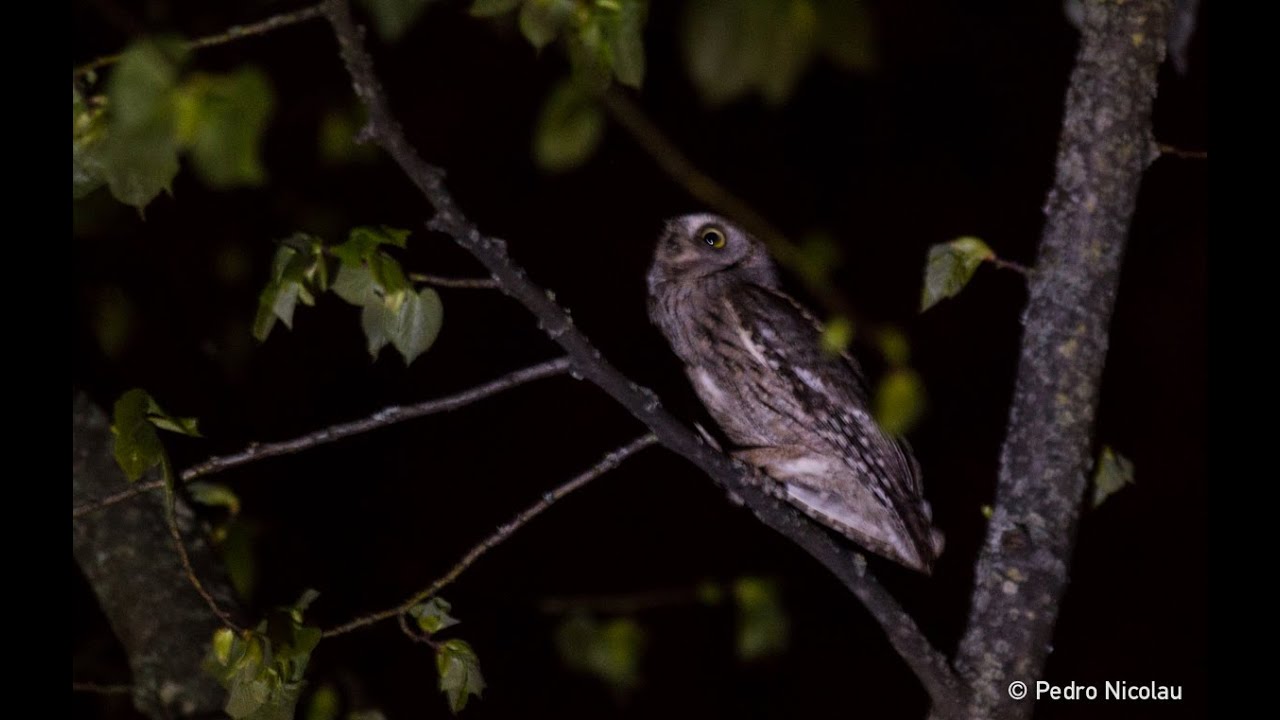 Eurasian Scops Owl Calling