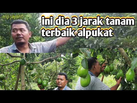 Video: Berapa jauh jarak untuk menanam kayu kotak?