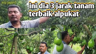 3 MODEL JARAK TANAM ALPUKAT SESUAI KONDISI LAHAN