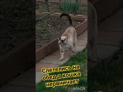 #кормушкадляптиц #птицы #кот #шортс #короткиевидео shorts #short #birds #bird #cats