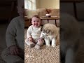おなら💩で爆笑する赤ちゃんとマラミュート２　#funny #baby #memes #automobile #cute #cutebaby ＃fart