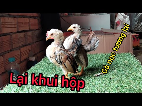 Đập hộp cập gà Malaysia khét nọc tương lai tuyệt đẹp | Serama Cần Thơ. | Foci