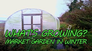 POLYTUNNEL Tour | Vegetables to Grow NOW for SPRING ABUNDANCE by Brimwood Farm 841 views 5 months ago 12 minutes, 15 seconds