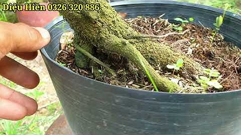 (Đã bán cây số 3,4)Video 20/09/2020 5 cây  cúc 2 tầng, 5 cây cúc bi tiên sinh