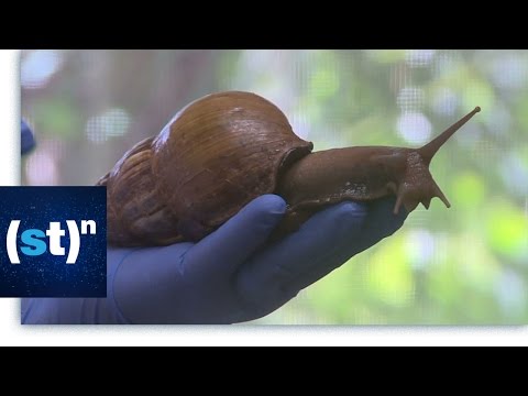 Invasive Species | SciTech Now Instructional Video