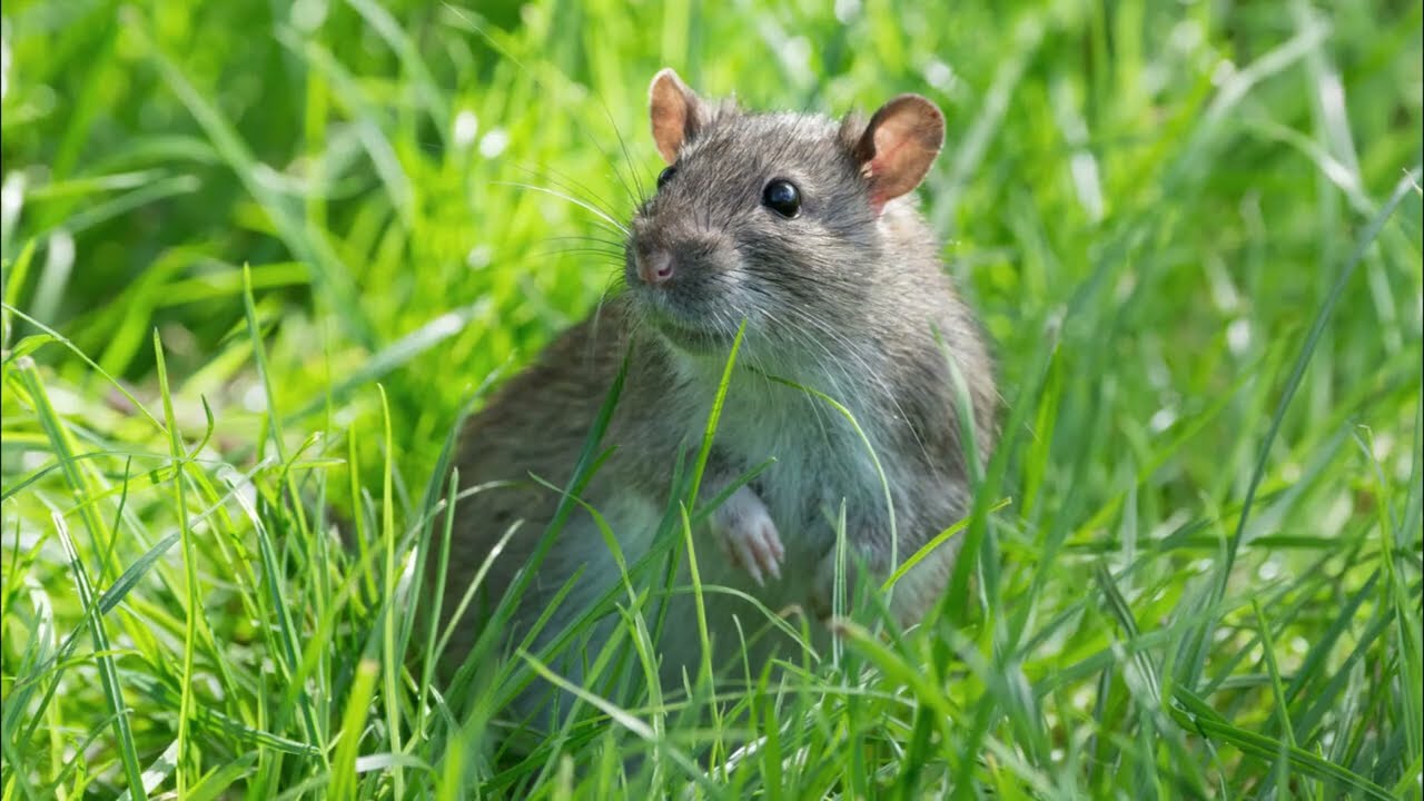 крыса издает странные звуки