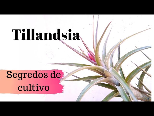 Tillandsia ou cravo do mato. Como cuidar? - thptnganamst.edu.vn