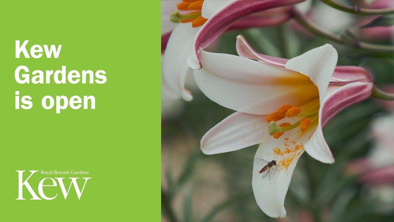 Kew Gardens is open YouTube