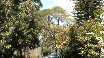 FIBONACCI NUMBERS IN NATURE...It