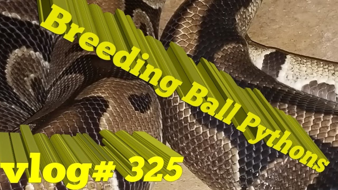 pythons for sale How I Breed Ball Pythons