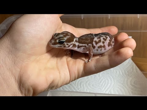 Video: Bir evcil hayvan için doğru Gecko nasıl seçilir